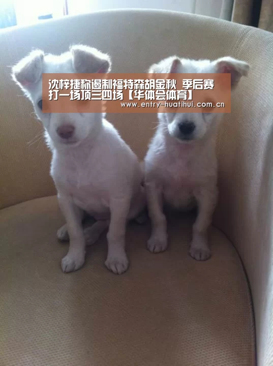 华体会体育