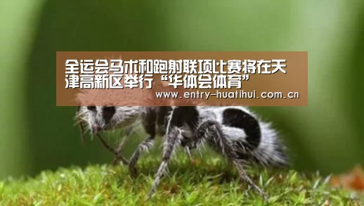 华体会