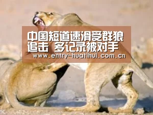 中国短道速滑受群狼追击 多记录被对手打破|华体会入口